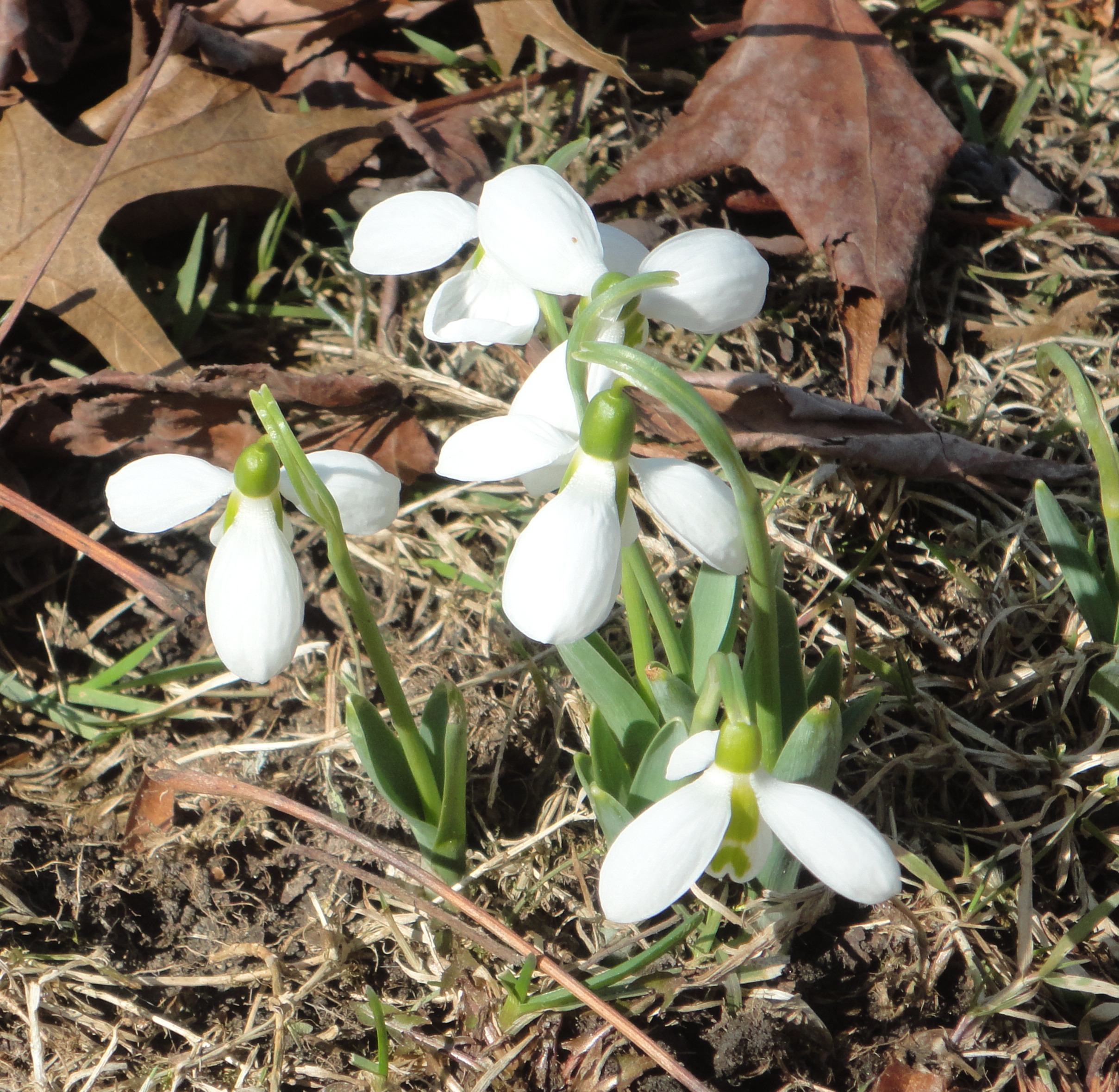 Snow Drop.JPG